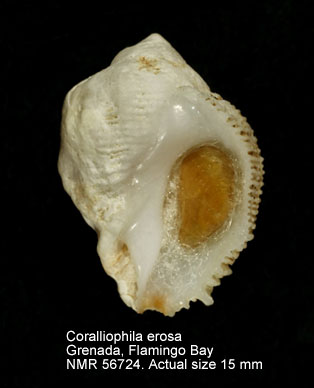 Coralliophila erosa.jpg - Coralliophila erosa(Röding,1798)